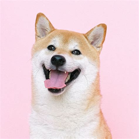 Are Shiba Inus Good Pets