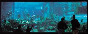 The National Aquarium of New Zealand | Angel's Reef