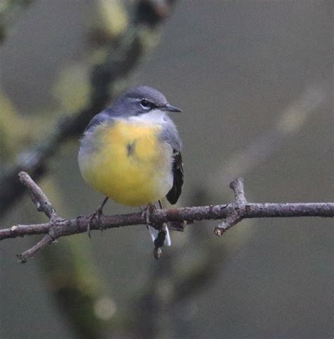 Grey Wagtail on Fallen Branch II | A grey wagtail on a falle… | Flickr