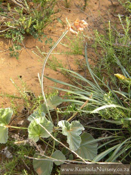 Pelargonium sidoides | Kumbula Indigenous Nursery