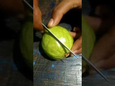 amruad fruit plant #short #freshvegetablevlogs - YouTube