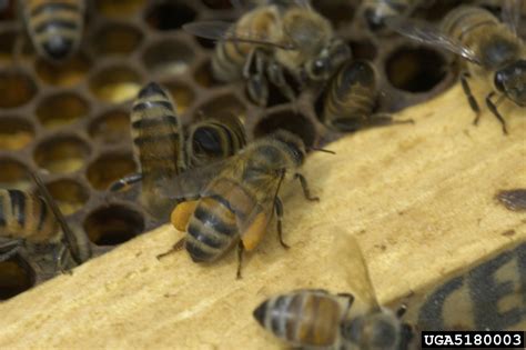 honey bee (Apis mellifera Linnaeus)