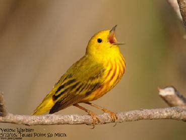 Bird Bio: The Yellow Warbler - Klamath Bird Observatory