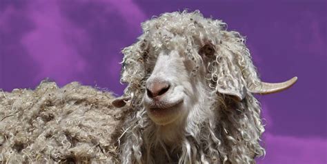 Victory! Vince Bans Mohair After Push From PETA | Blog