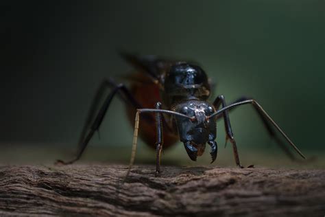 3840x2160 resolution | black flying insect, ant, singapore HD wallpaper | Wallpaper Flare