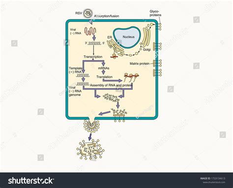 Unique Features Paramyxoviridae Medical Microbiology Biology Stock Vector (Royalty Free ...