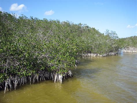 Red mangroves with salt on roots – Florida Hikes