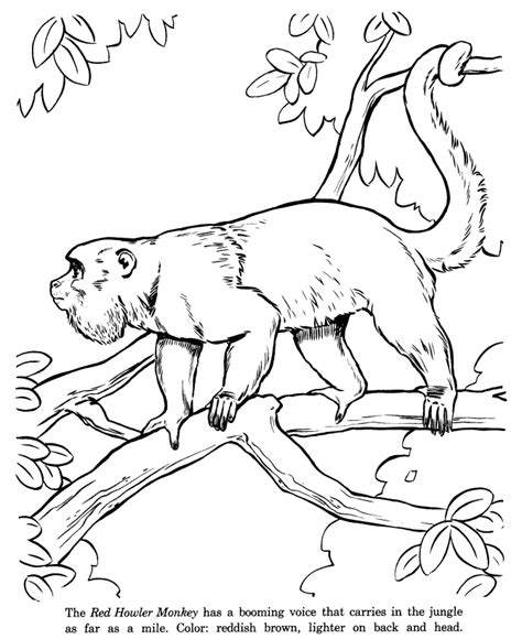 Red Howler Monkey drawing and coloring page | Animal coloring pages ...