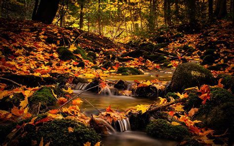 A Burbling Brook in Autumn, Ontario, autumn, leaves, canada, stones, HD wallpaper | Peakpx