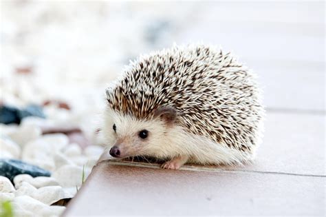 What Do Baby Hedgehogs Eat? - Feeding Nature