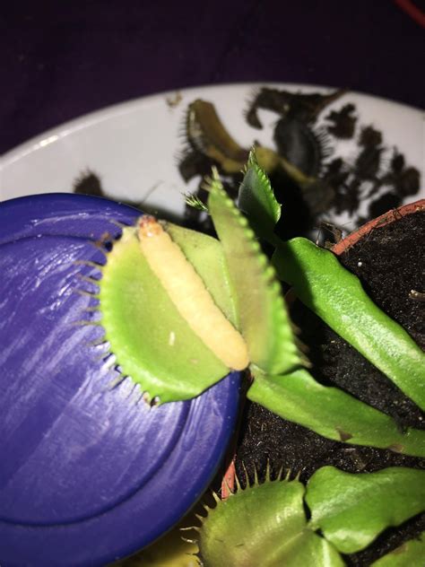 Why won’t my Venus flytrap eat it’s waxworms? - Gardening & Landscaping Stack Exchange