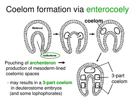 PPT - Deuterostomes PowerPoint Presentation, free download - ID:3996313