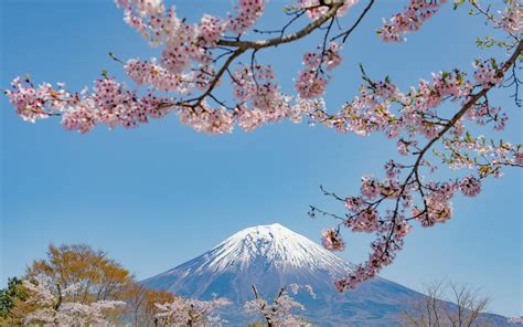 Japan’s Famed Cherry Blossoms Are Already Blooming — 6 Months Ahead of Schedule | Travel + Leisure
