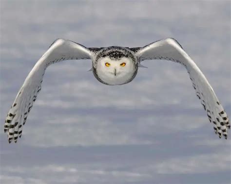 Snowy Owl Facts For kids Interesting Facts About Snowy Owls – Fun Facts For Kids