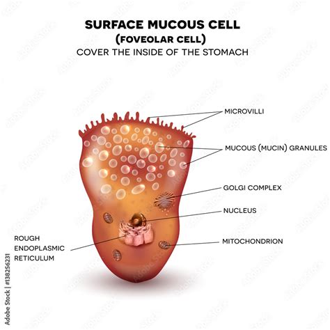 Foveolar cell or surface mucous cell of the stomach wall, secretes mucus which cover the stomach ...