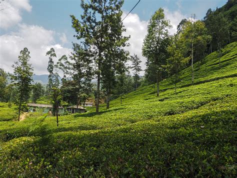 The Best Ceylon Tea Plantations in Sri Lanka - Adventure Catcher