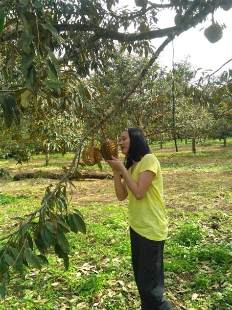 Kebun Durian Montong at Liwa, Lampung, Indonesia | Pelampung, Kebun, Indonesia