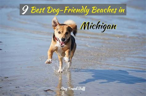 Top 9 Dog-Friendly Beaches in Michigan: DogTravelBuff