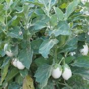Plant d'aubergine Blanche Oeuf 100% bio, Plantzone