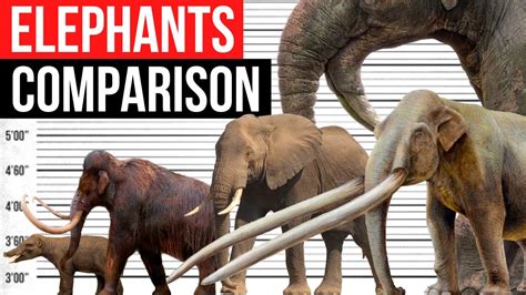 Elephants Size Comparison | Biggest Elephants - YouTube