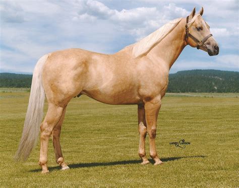 Quarter Horse Palomino