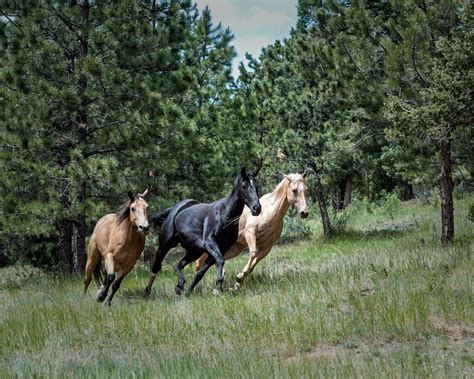 Buckskin Horses - Everything You Need to Know - Seriously Equestrian