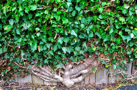 Ivy On The Wall Free Stock Photo - Public Domain Pictures