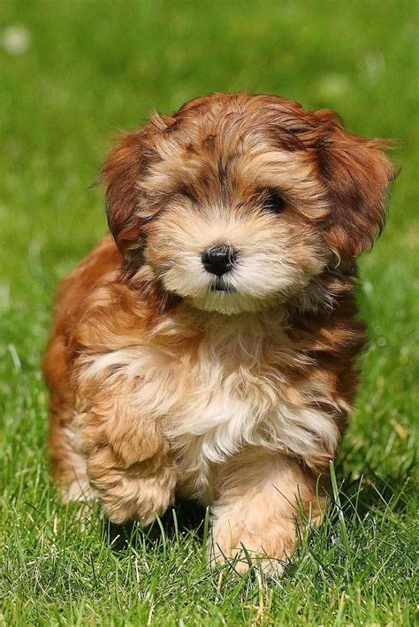 Dogs That Don't Shed Havanese | Hypoallergenic dog breed, Cute dogs ...