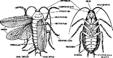 Cockroach Classification and Body Structure Class 11 | PW