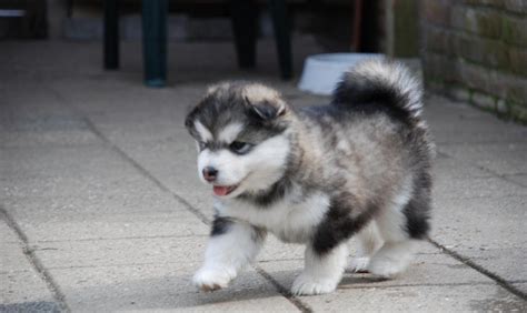 Alaskan Malamute Reviews and Pictures: Cute Alaskan Malamute Puppies ...