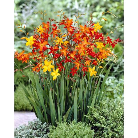 16 Count Crocosmia Blend Bulbs at Lowes.com