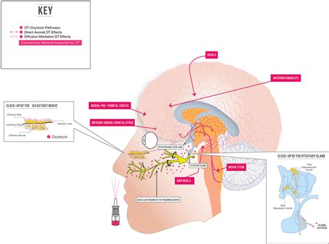 | Intranasal oxytocin: potential therapeutic regulation of brain ...