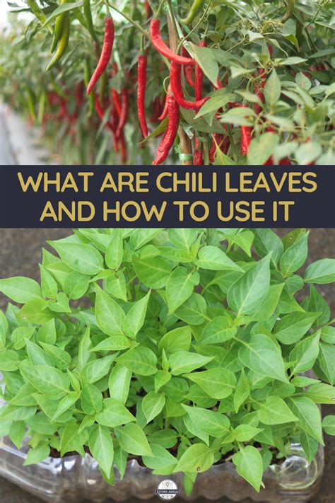 What are Chili Leaves? And 8 Best Alternatives!