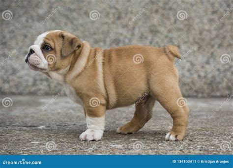 English Bulldog Puppies Backyard Playing Young Dogs Stock Image - Image of childhood, beautiful ...