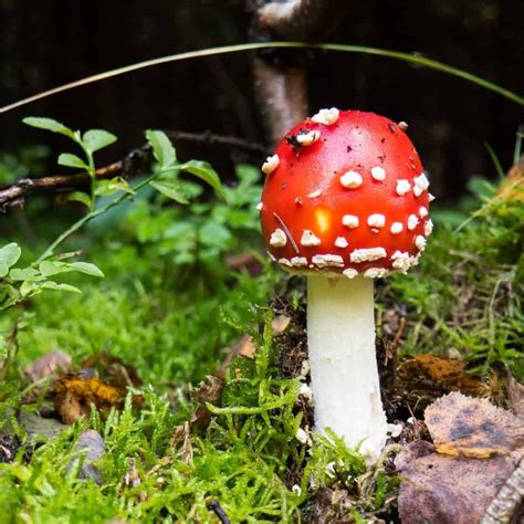 Amanita Muscaria: A Poisonous Edible Mushroom