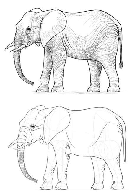 25 Easy Elephant Drawing Ideas - How to Draw an Elephant