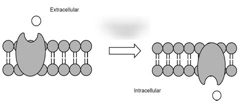 Facilitated Diffusion Diagram | Quizlet