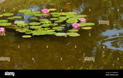 beautiful water lily garden in Keszthely castle.Hungary Stock Photo - Alamy