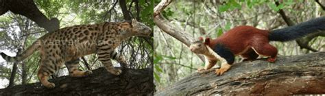 Proailurus lemanensis vs. Indian (Malabar) Giant Squirrel Size Comparison - 2024®™ : r/Animal