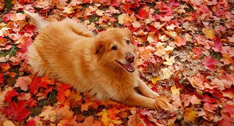 Golden Retriever Mix Breeds and Traits