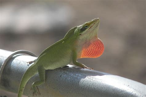 Threat display of a male green anole lizard. | Smithsonian Photo Contest | Smithsonian Magazine