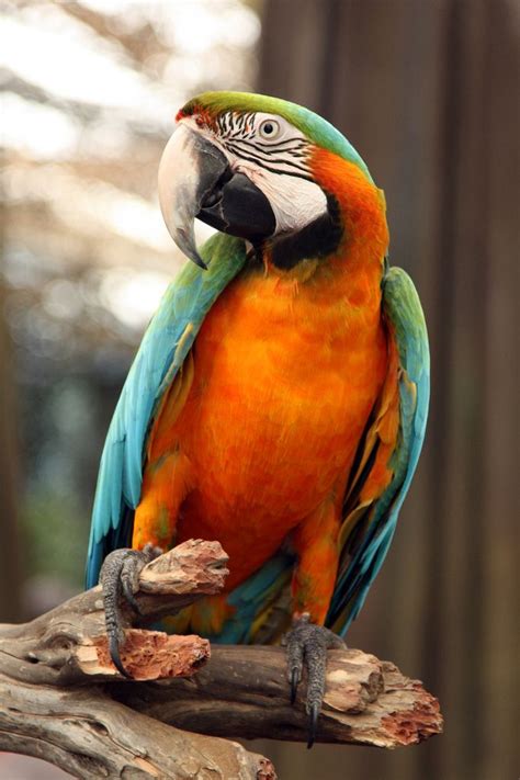 "Hannibal" - Harlequin Macaw | Parrot, Pet birds, Parrot pet