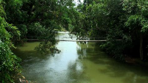 Nisargadhama Forest, Coorg - YouTube