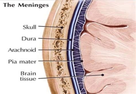 the dura mater ... | Medical anatomy, Human anatomy and physiology, Dura mater