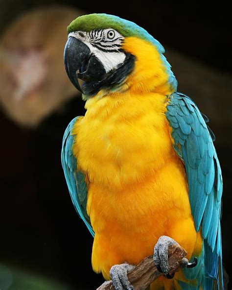 Blue And Yellow Macaw Photograph by Regina Williams