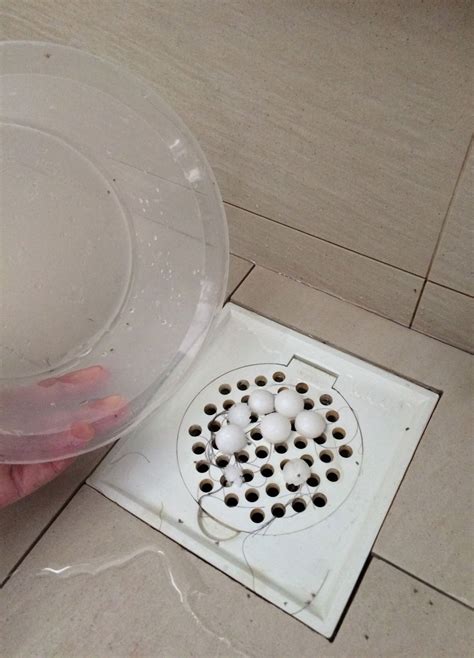 Quick cheap and easy way to get rid of drain flies – Artofit