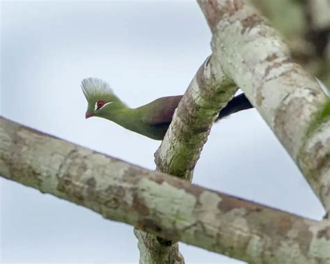 Guinea turaco - Facts, Diet, Habitat & Pictures on Animalia.bio