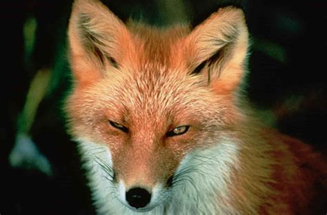 Foto gratis: Red Fox, volto, mammifero, vulpes vulpes