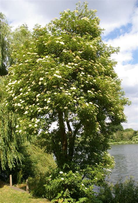 Sambucus nigra - Trees and Shrubs Online