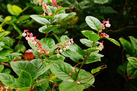 Growing Salal For Food and Beauty in Your Home Garden